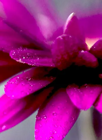 Фиолетовый цветок Макросъемка